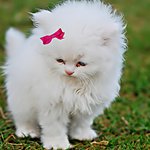 ������ ������� ���� �����