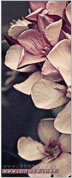 ������ ������� Bdoe