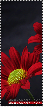 ������ ������� ������� ~