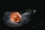 الصورة الرمزية خواطري تحكي حياتي