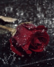 al qatarya 0ee8eeb52b